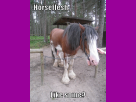Horseflesh