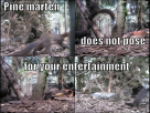 Pine Marten 1