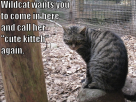 Wildcat 1